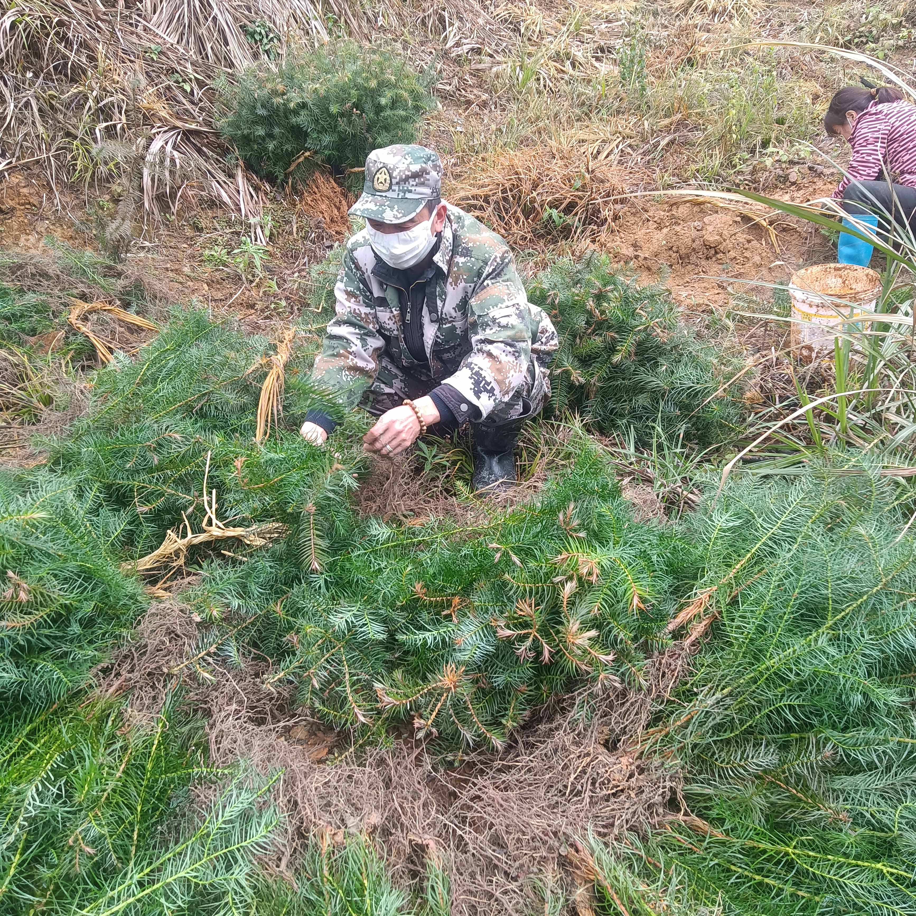 春風拂綠，萬象更新，植樹造林正當時