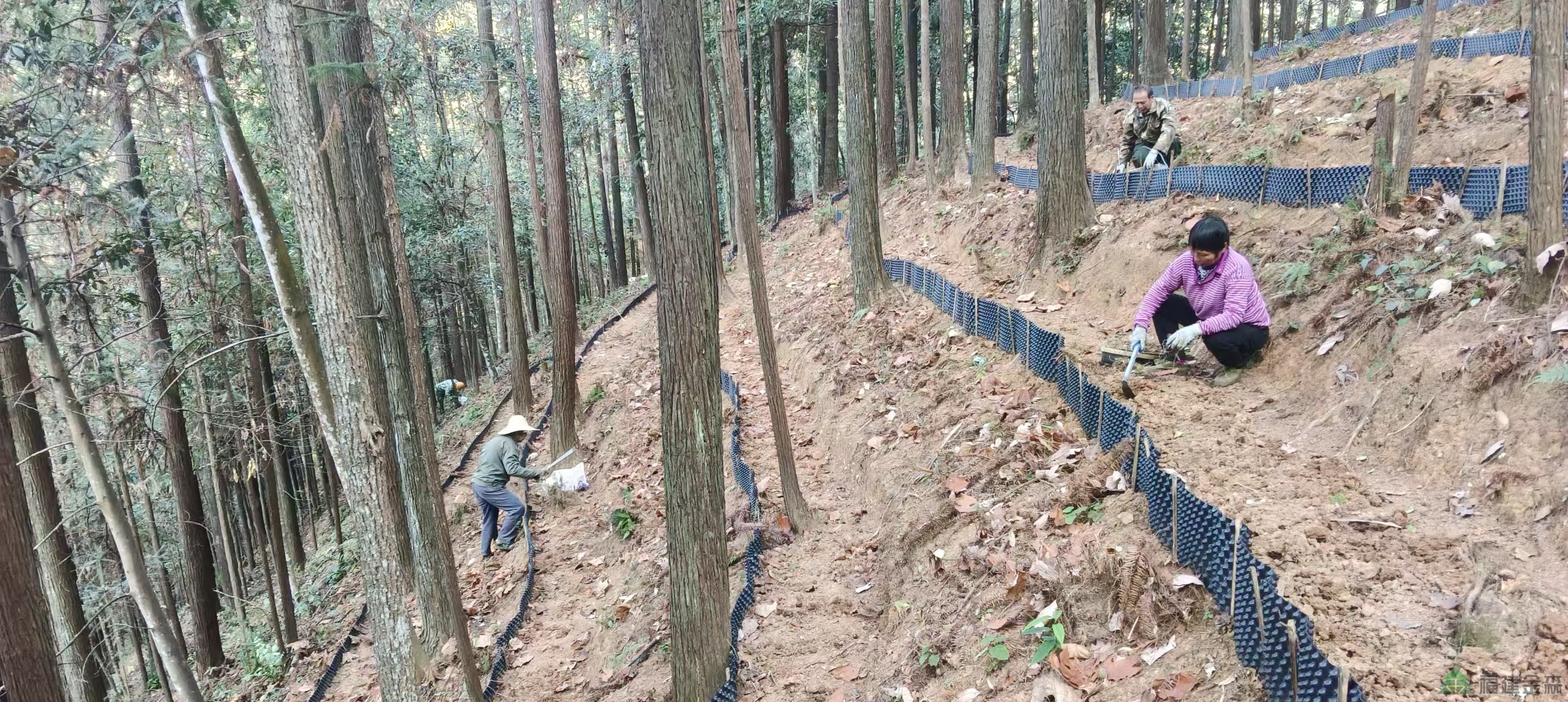 漠源琵琶丘基地黃精試種擴容!金森探索林藥共生新路徑 漠源琵琶丘基地黃精試種擴容!金森探索林藥共生新路徑
